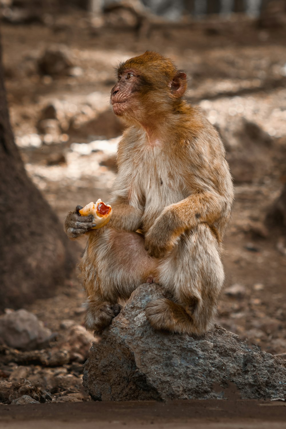 a monkey sitting on a rock eating a piece of pizza
