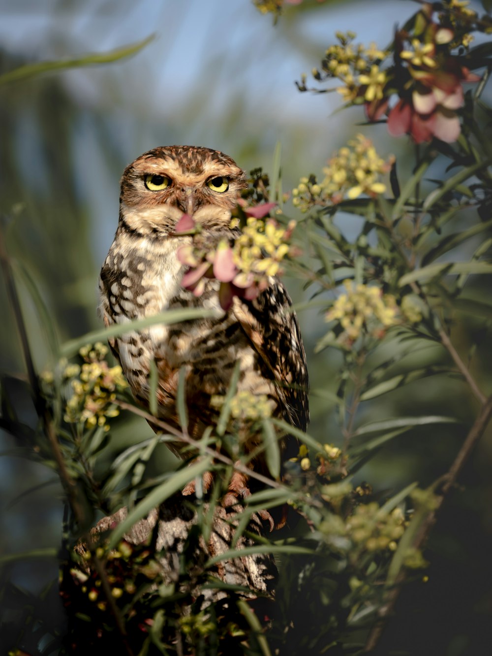 an owl sitting in a tree surrounded by flowers