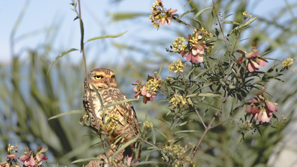 an owl is sitting on a tree branch