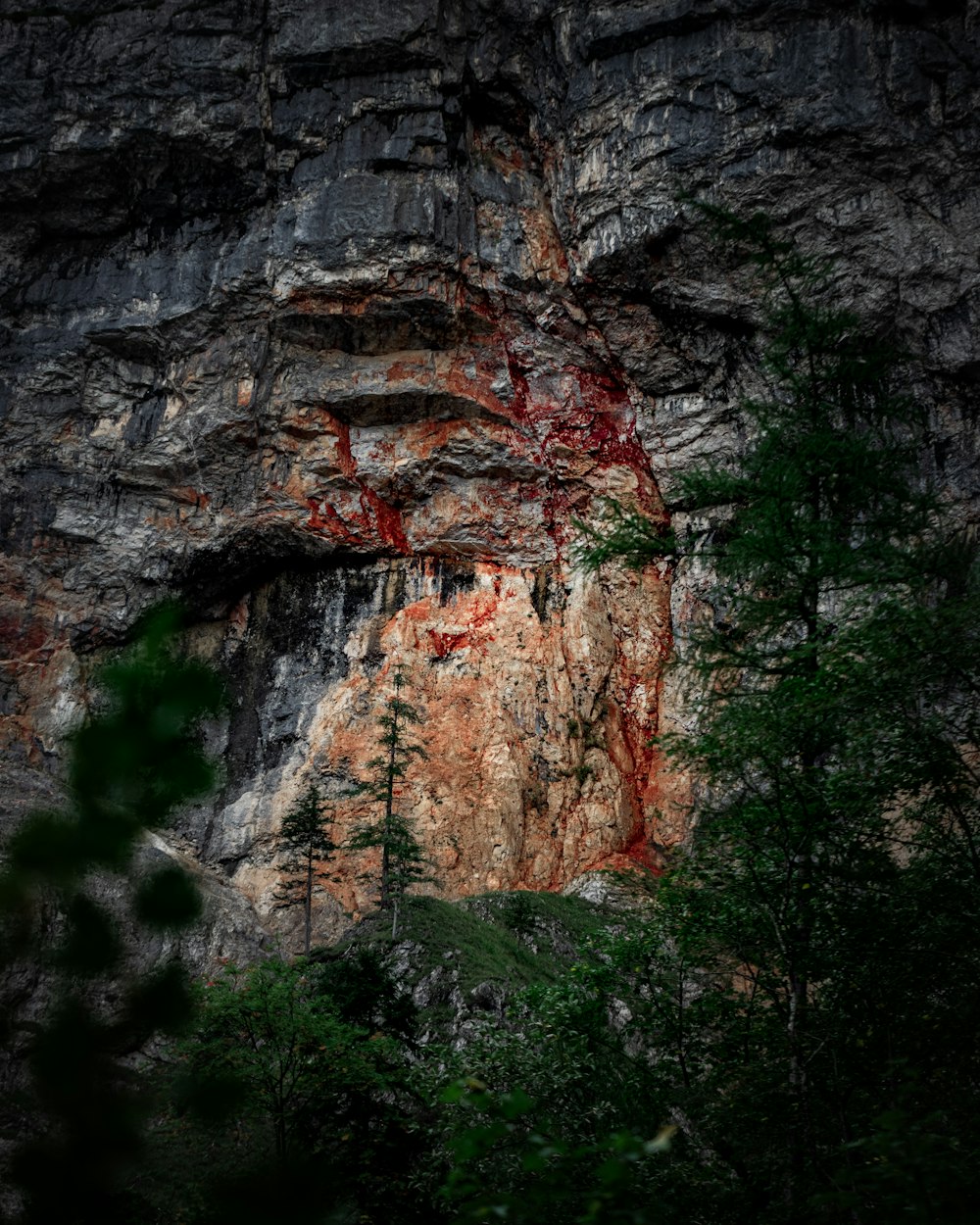 a rock face with trees growing out of it