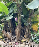 A banana plant with a cluster of unripe green bananas hanging from it. The plant is surrounded by large green leaves and dry brown leaves cover the ground. A purple banana flower is visible beneath the bananas.