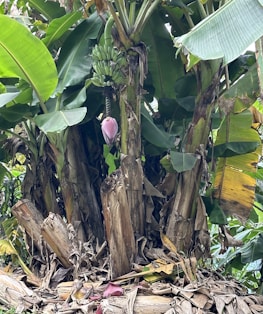 A banana plant with a cluster of unripe green bananas hanging from it. The plant is surrounded by large green leaves and dry brown leaves cover the ground. A purple banana flower is visible beneath the bananas.
