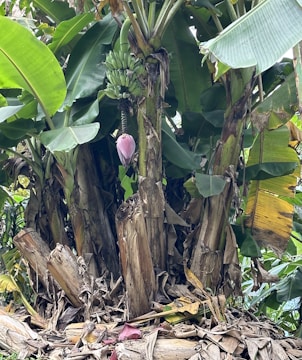 A banana plant with a cluster of unripe green bananas hanging from it. The plant is surrounded by large green leaves and dry brown leaves cover the ground. A purple banana flower is visible beneath the bananas.