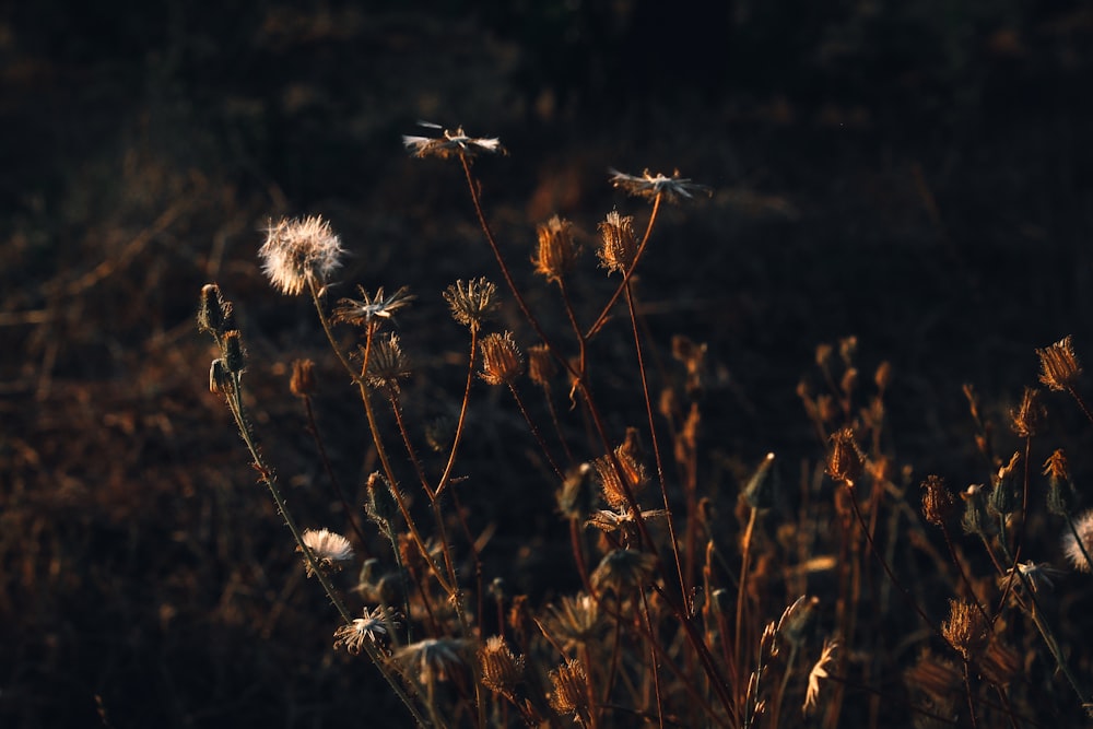 a close up of a bunch of flowers in a field