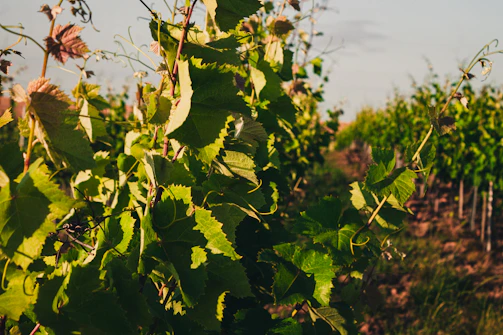 A dimly lit vineyard at dusk, shadows stretching over ripe grapes glistening with dew.