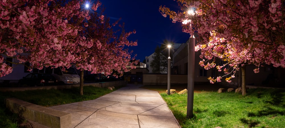 a pathway lined with flowering trees at night