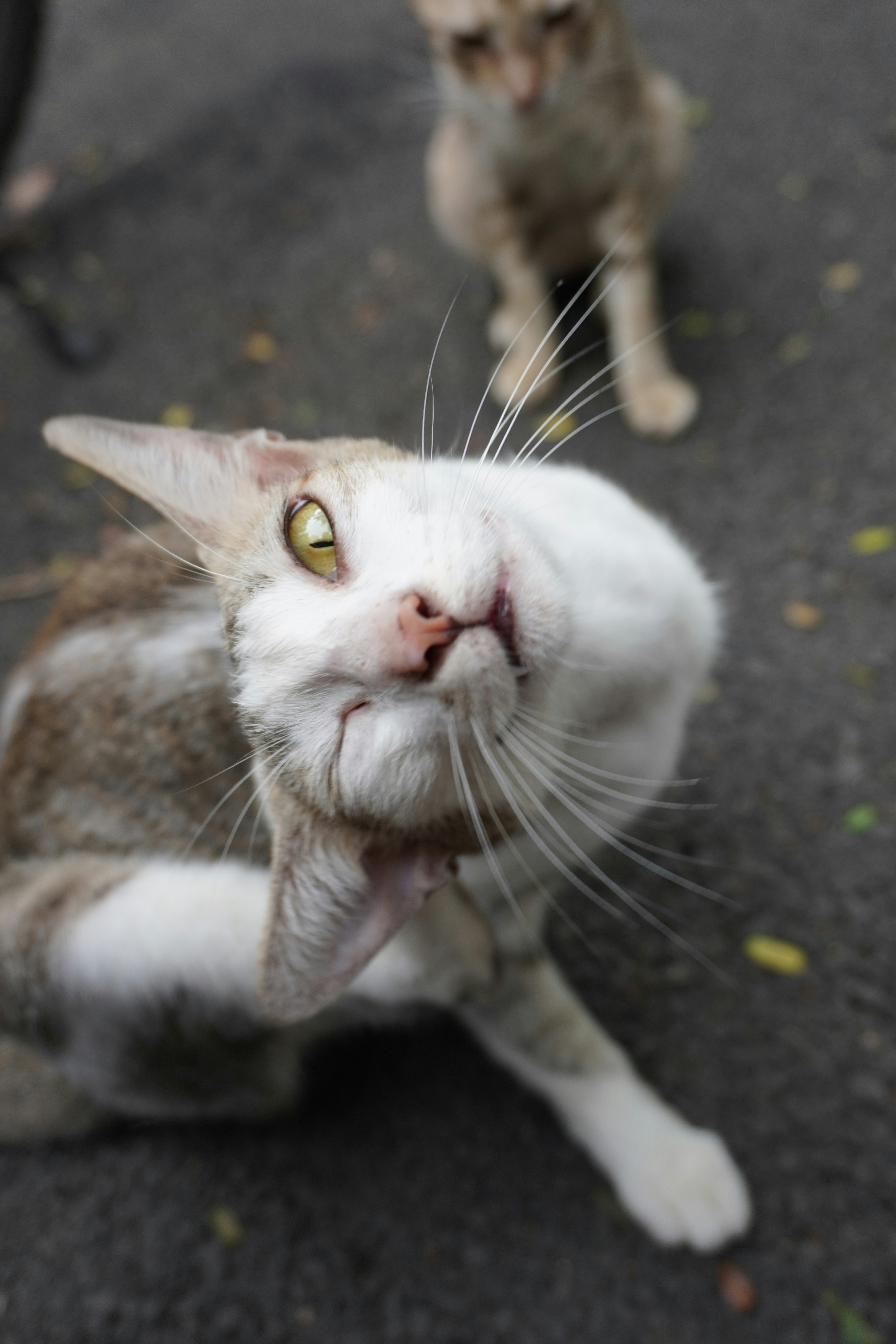 Blinking and Looking Away Softly (image credits: unsplash)