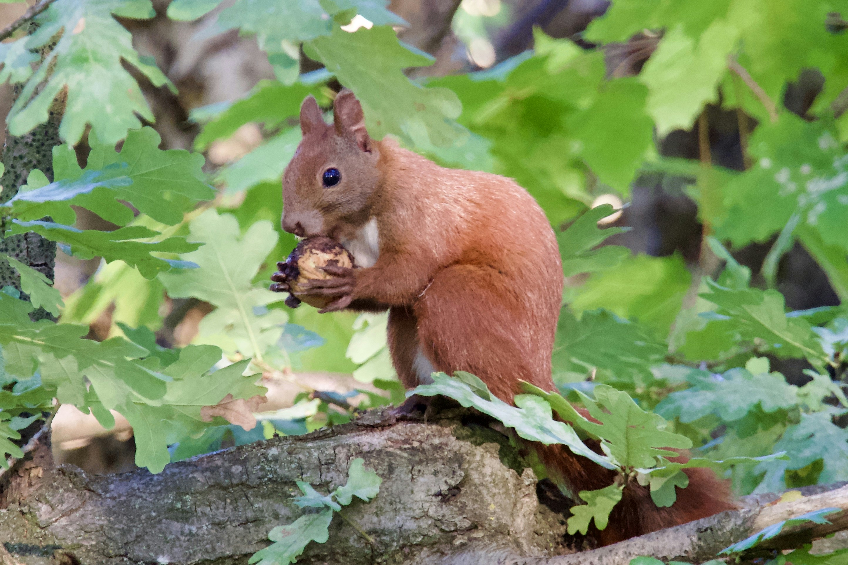 Photo by quang_quang