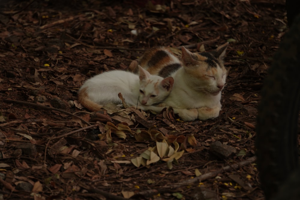 a couple of cats laying on top of a pile of leaves