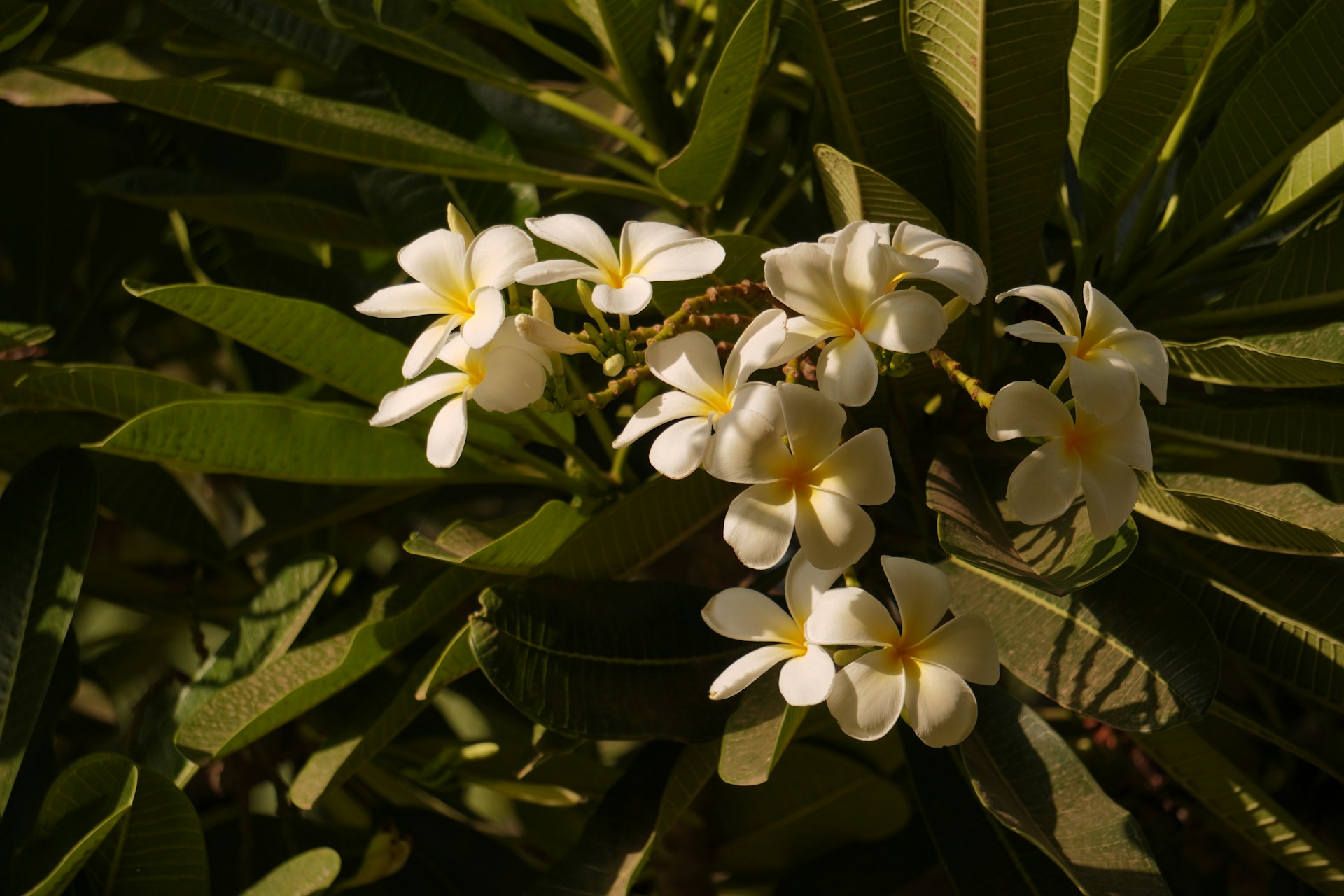 a bunch of white and yellow flowers on a tree