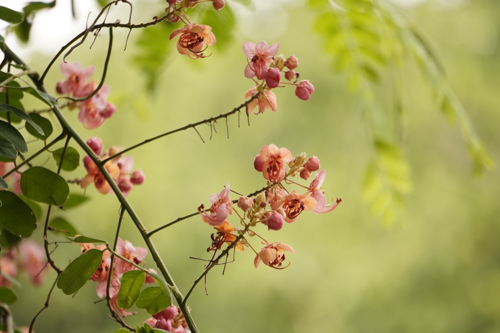 a branch with pink flowers and green leaves