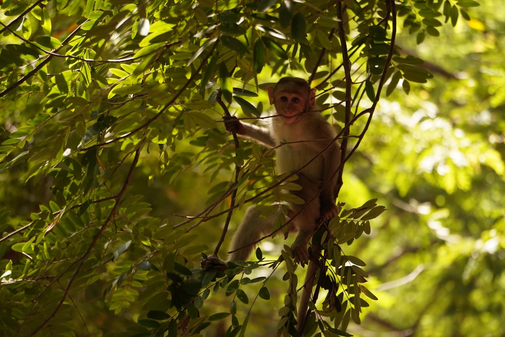 a monkey sitting on a tree branch in a forest