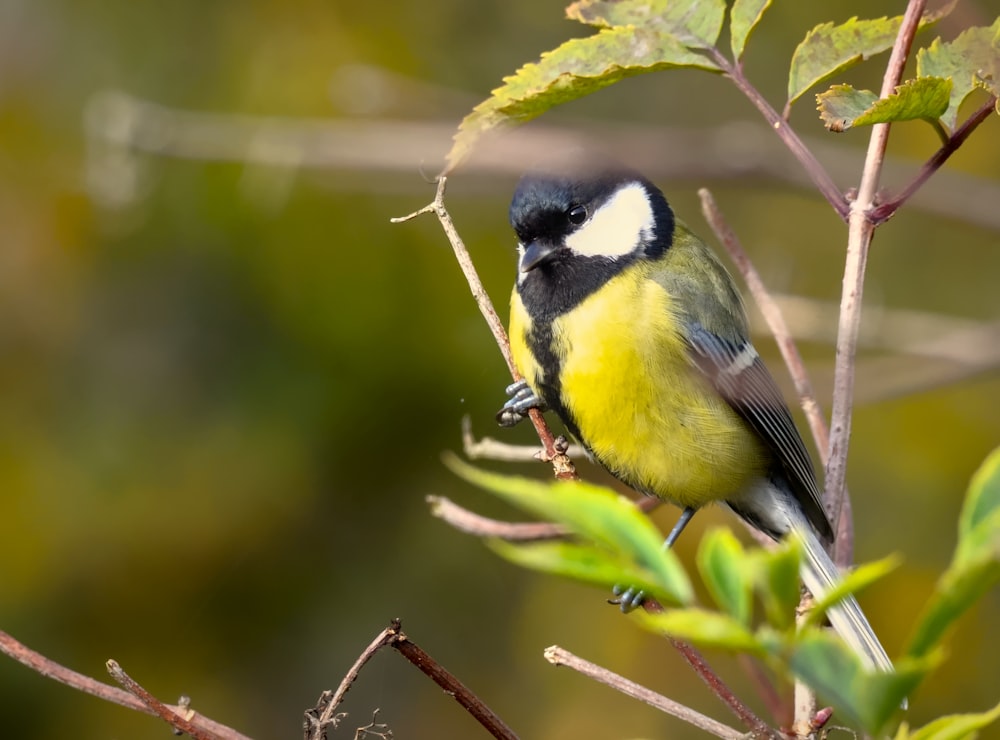 a small yellow and black bird perched on a tree branch
