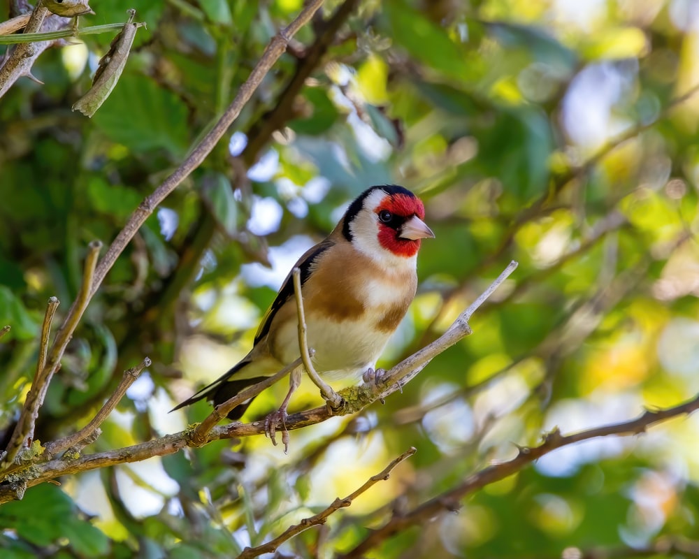 a small bird perched on a tree branch