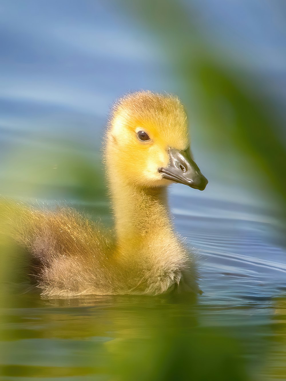 a duckling swimming in the water with a blurry background