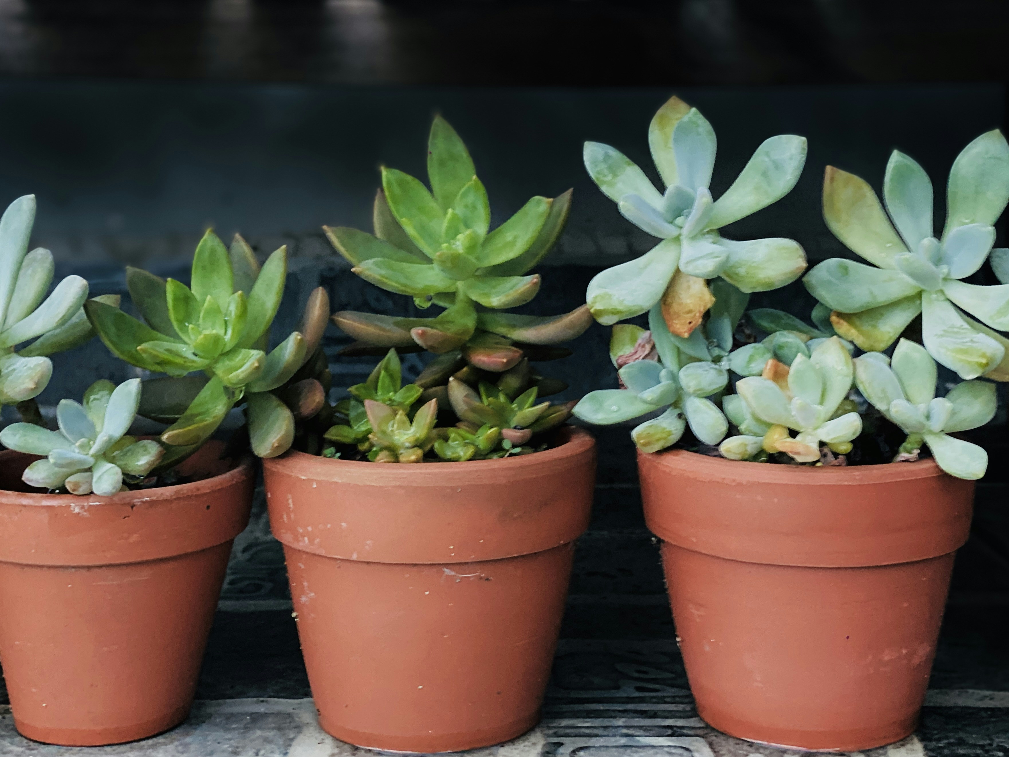 Photo by thomaschieu