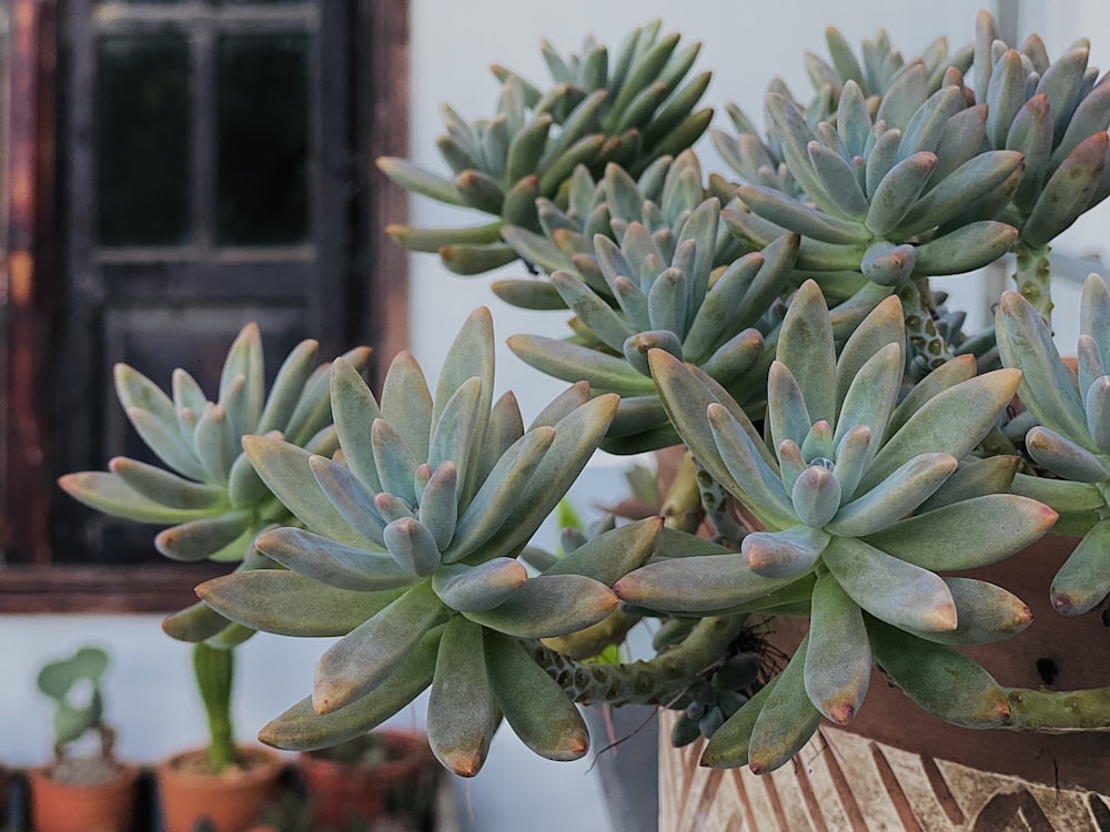 a bunch of succulents in a pot on a table