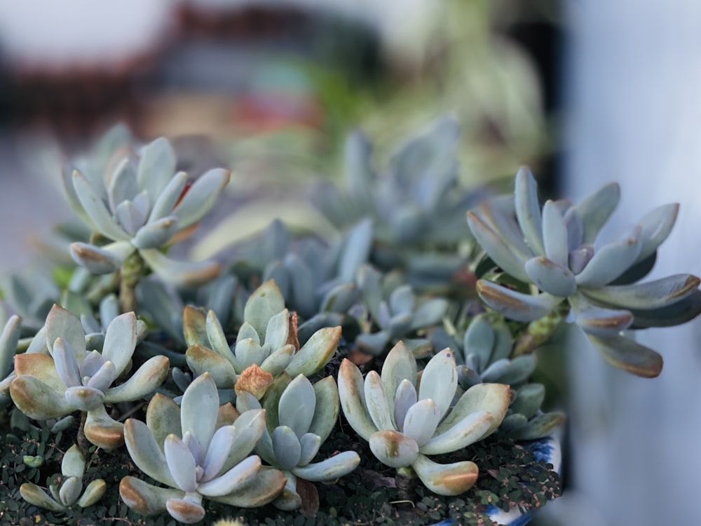 a group of small succulents growing in a pot