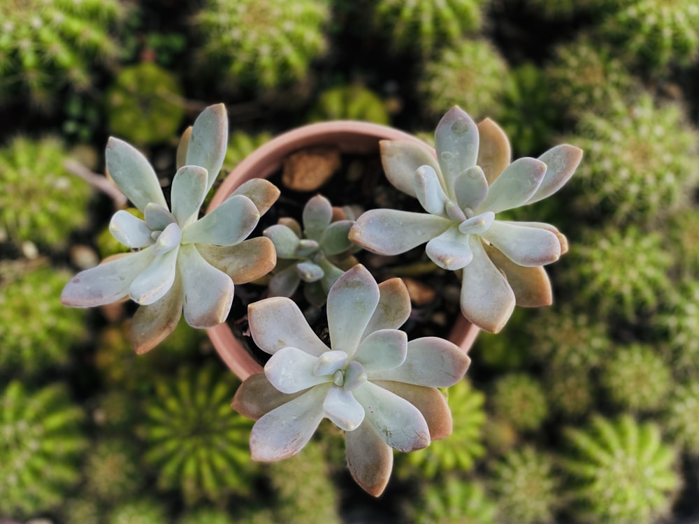 a close up of a small plant in a pot