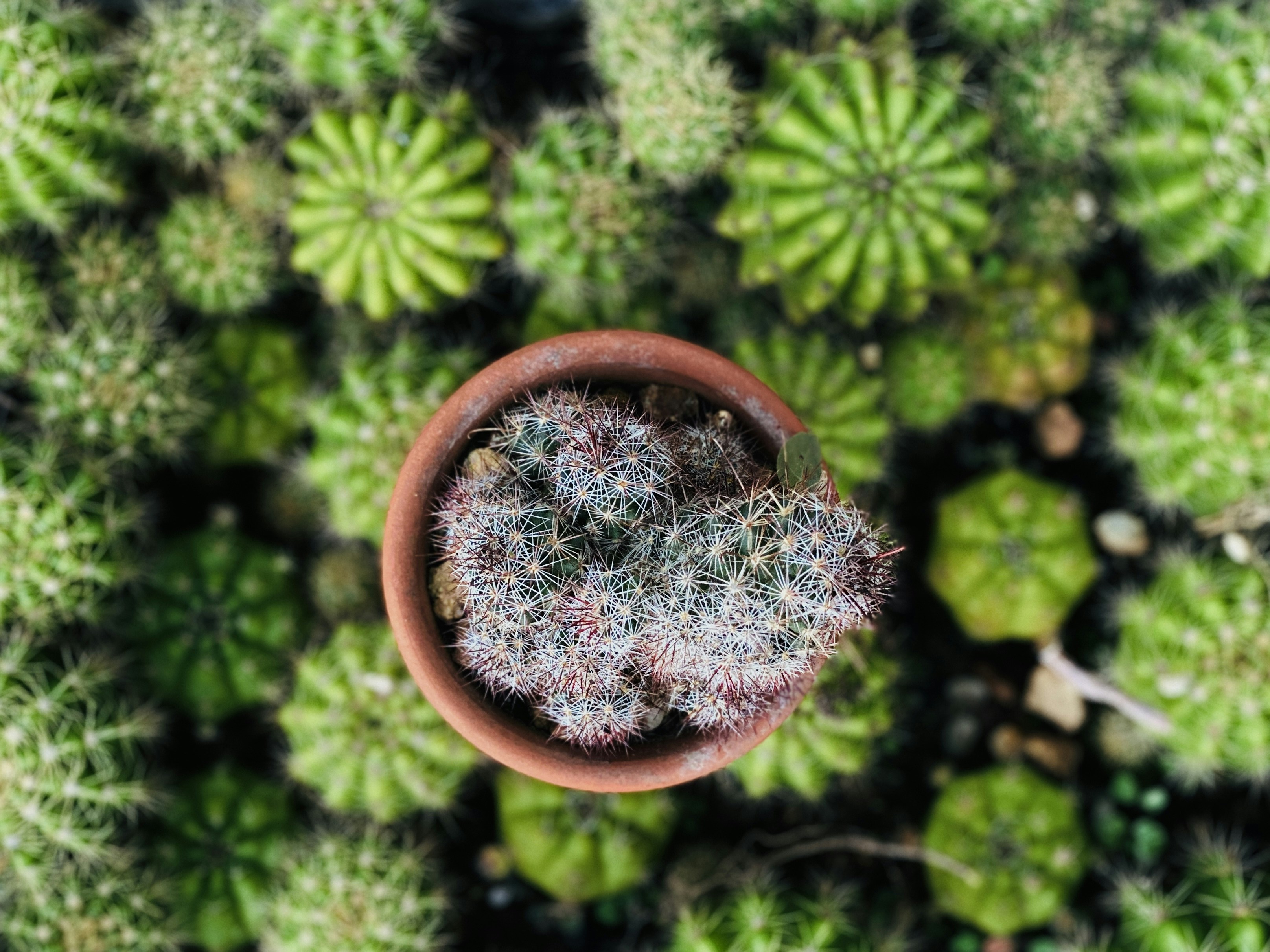 Photo by thomaschieu