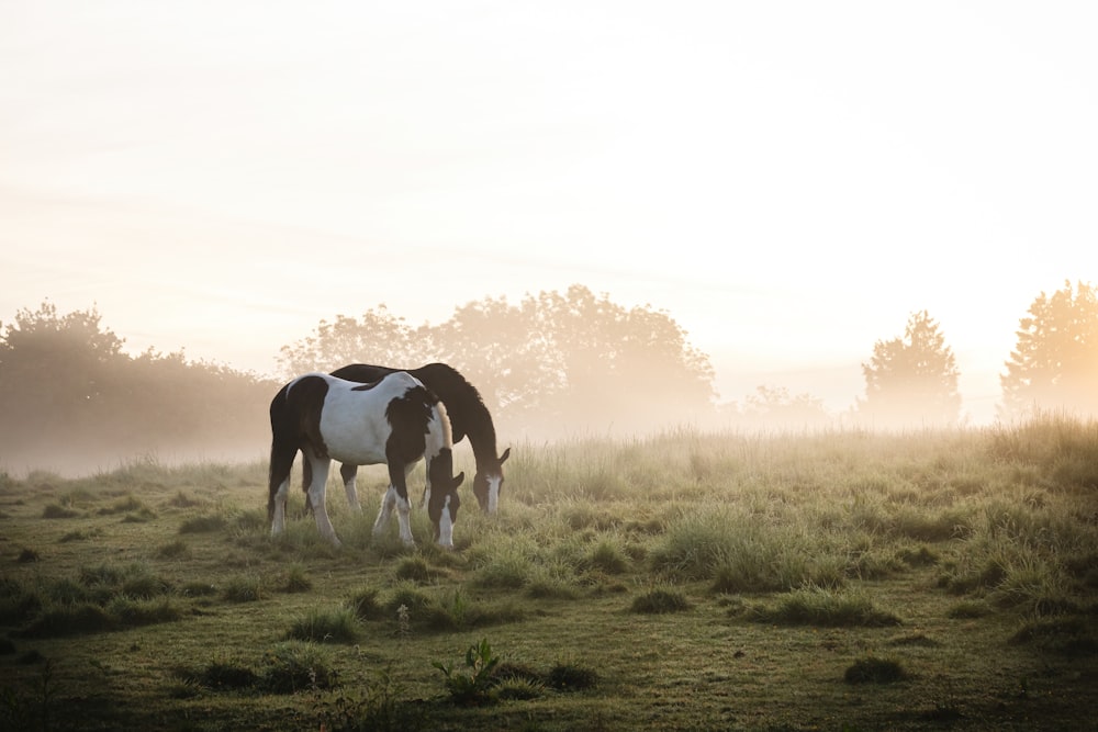 a brown and white horse standing on top of a lush green field