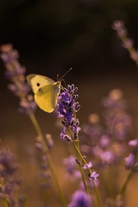 A soft-focus image of a delicate butterfly resting on a lavender flower bathed in warm morning light.