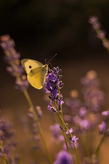 A soft-focus image of a delicate butterfly resting on a lavender flower bathed in warm morning light.