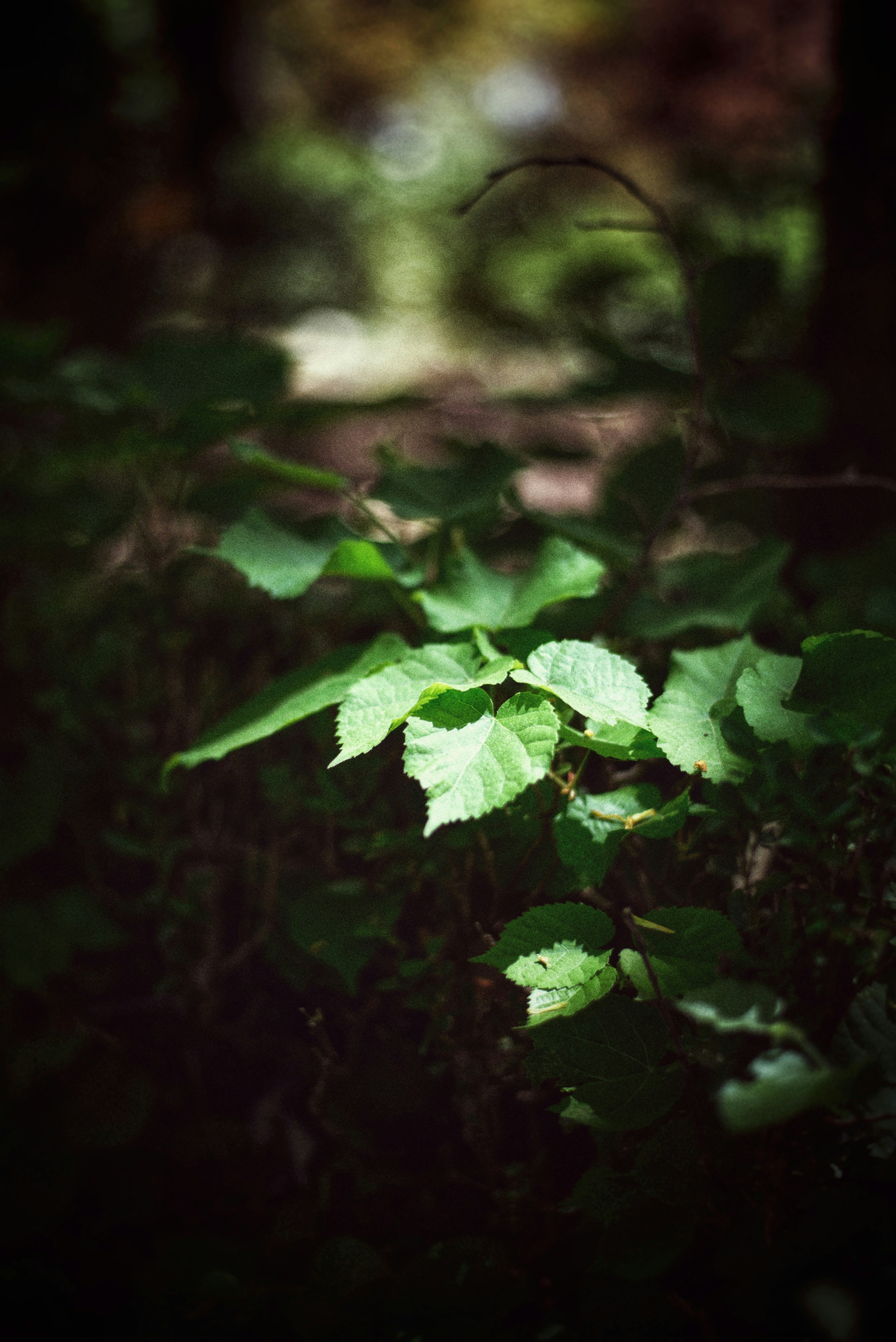 Photo by yorgostriantafyllou