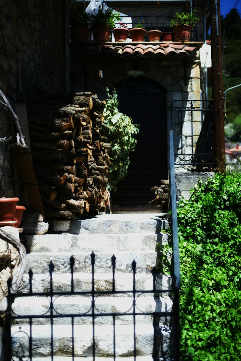 a bunch of plants that are on some steps