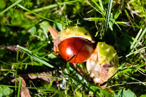 A chestnut partially encased in its spiky green husk lies on the ground amidst blades of grass and some brown leaves. The chestnut's shell is smooth and shiny, with a rich reddish-brown color contrasting with the green husk and the surrounding green grass.