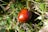 A single ripe, shiny chestnut rests on a bed of green grass and fallen leaves. The chestnut's smooth surface features a reddish-brown hue with subtle marbling, contrasting with the vibrant green background. Various blades of grass, some dried leaves, and small plants surround the chestnut, creating a natural, forest floor scene.