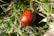 A single ripe, shiny chestnut rests on a bed of green grass and fallen leaves. The chestnut's smooth surface features a reddish-brown hue with subtle marbling, contrasting with the vibrant green background. Various blades of grass, some dried leaves, and small plants surround the chestnut, creating a natural, forest floor scene.