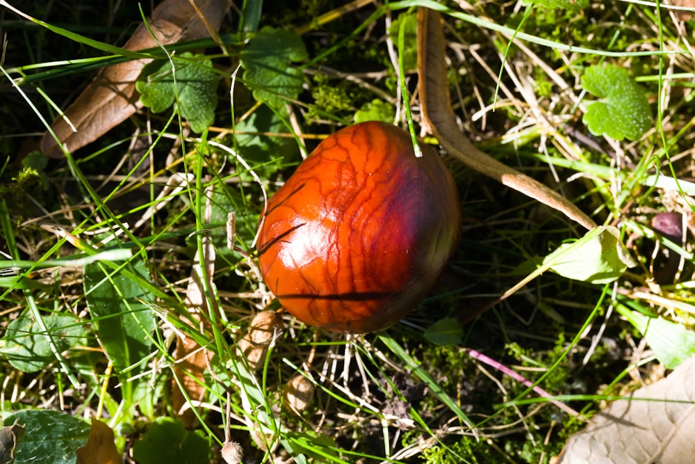 a red object sitting on the ground in the grass