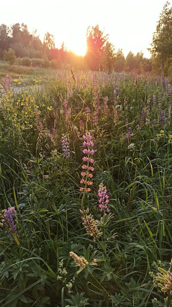 Fields After Rain