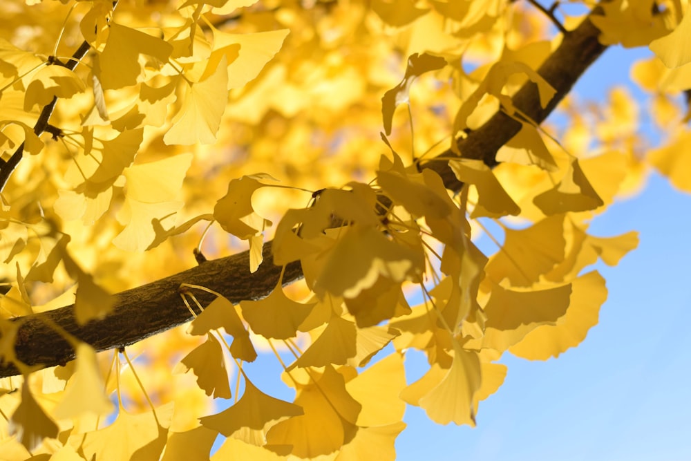 ein Baum mit gelben Blättern und blauem Himmel im Hintergrund