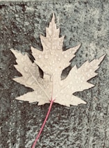 A maple leaf with dewdrops rests on a textured, rough surface.