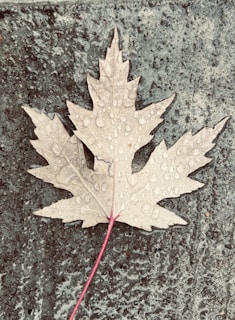 Close-up of a maple leaf dusted with snow resting on a wooden bench, symbolizing Canadian resilience.