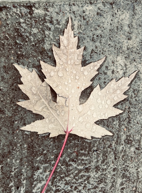 Close-up of a maple leaf dusted with snow resting on a wooden bench, symbolizing Canadian resilience.