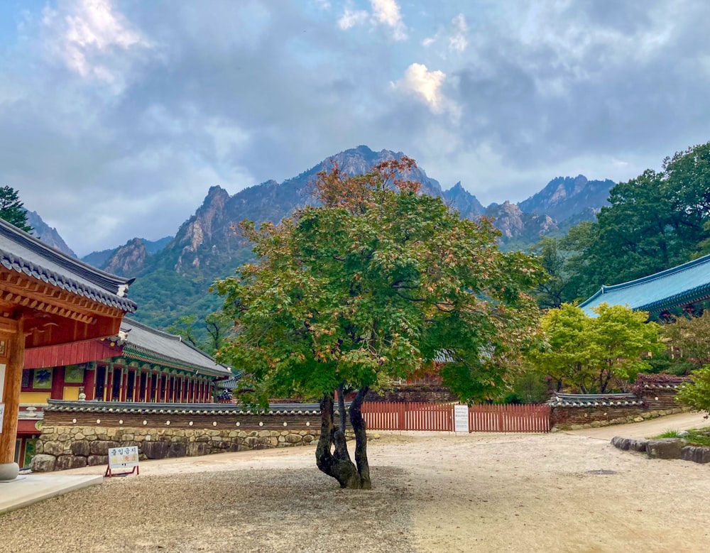 a tree in front of a building with mountains in the background