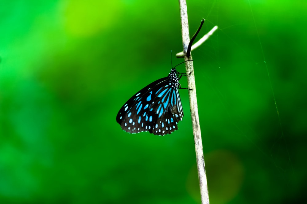 a blue and black butterfly sitting on a branch