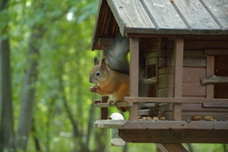 A team inspecting a Toronto home for squirrel entry points.