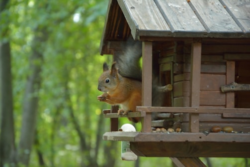 A team inspecting a Toronto home for squirrel entry points.
