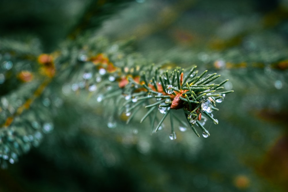 a close up of a pine tree with drops of water on it