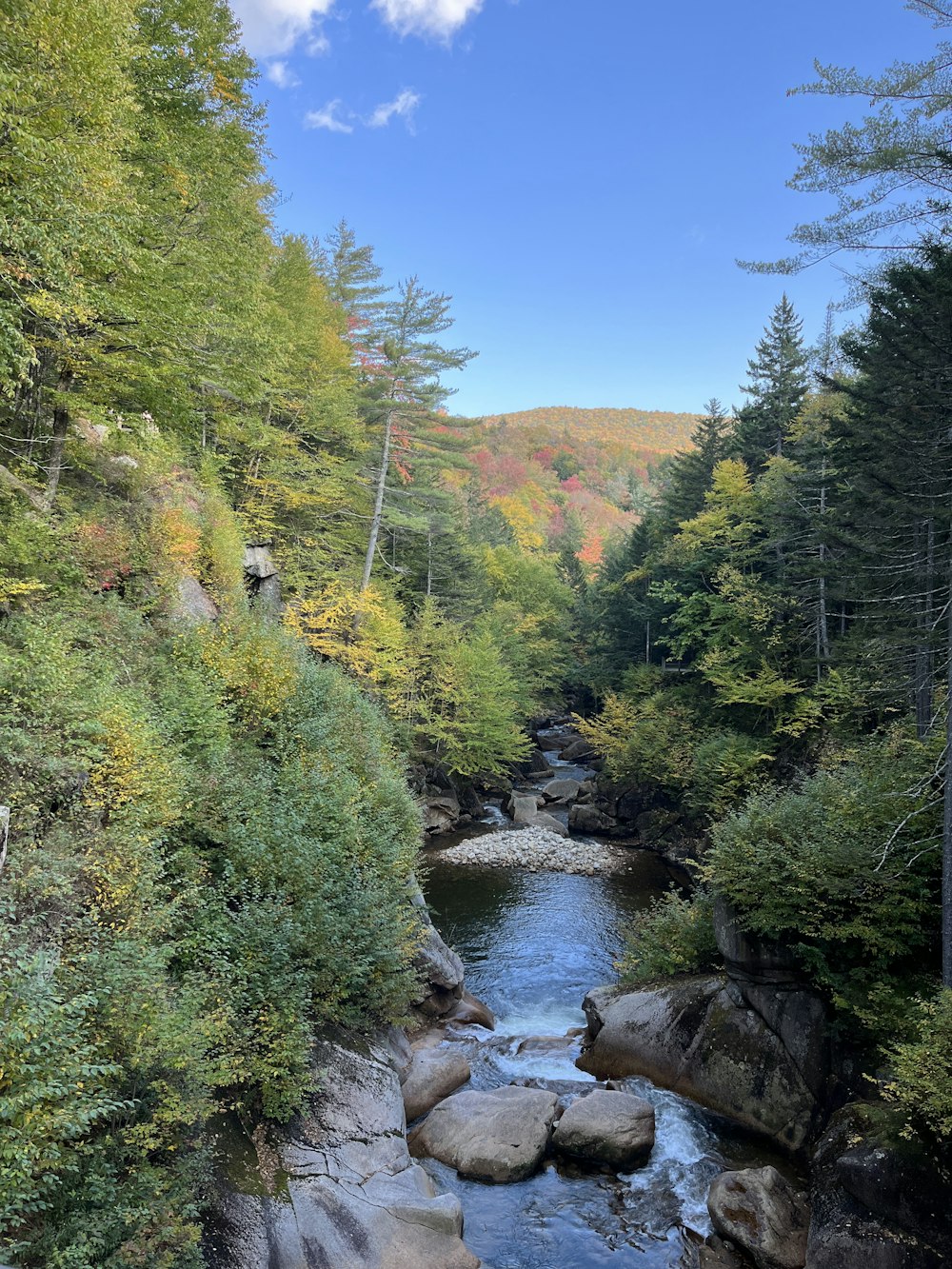 a river running through a lush green forest