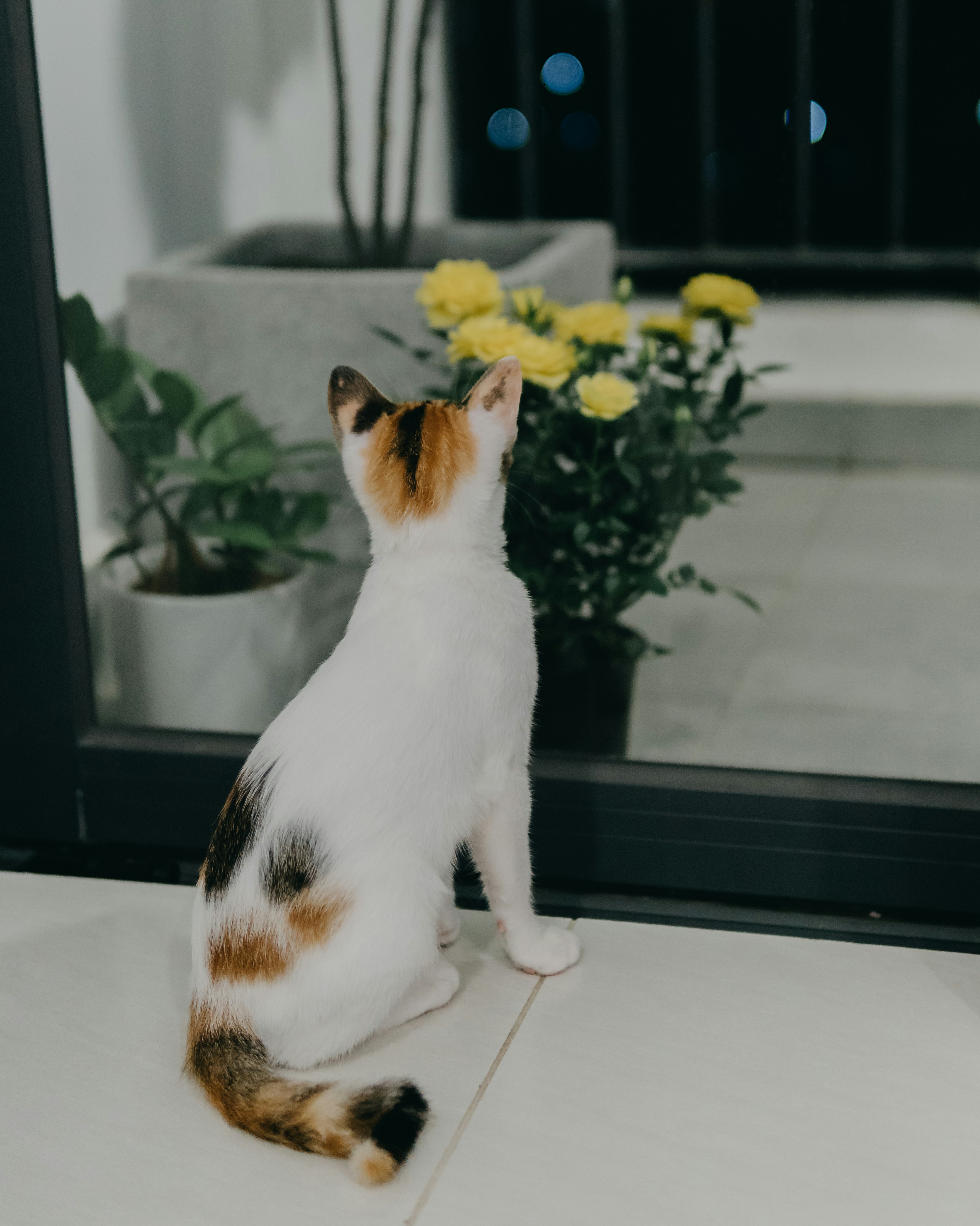 a calico cat sitting on a counter looking up