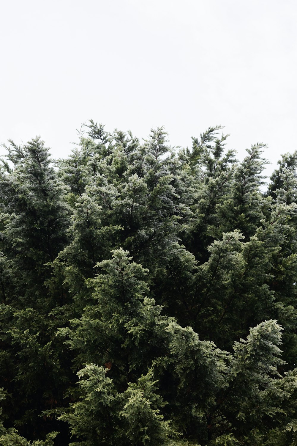 a group of trees that are next to each other