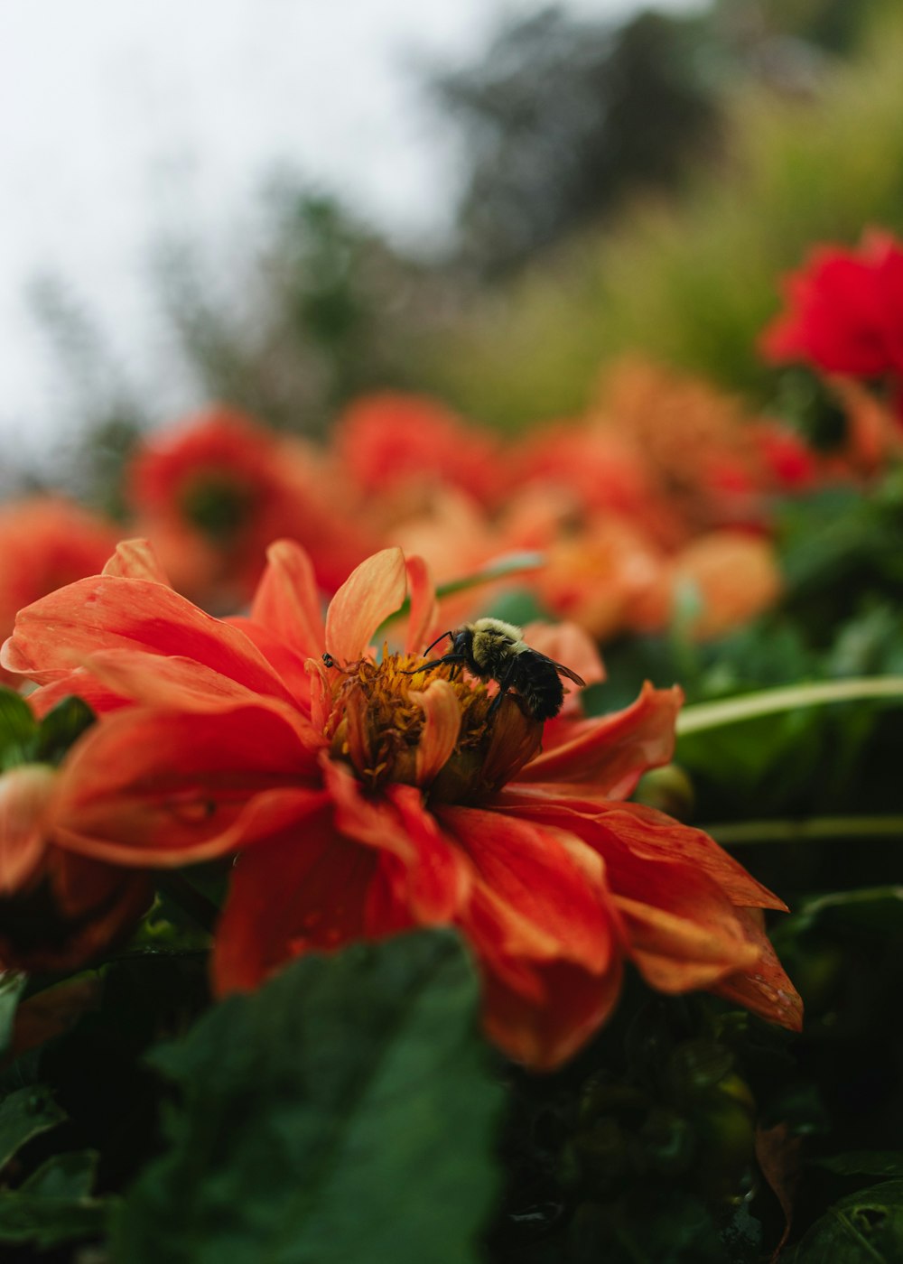 a close up of a flower with a bee on it