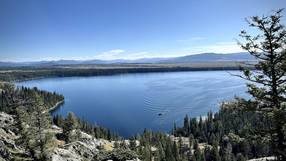 a large body of water surrounded by trees