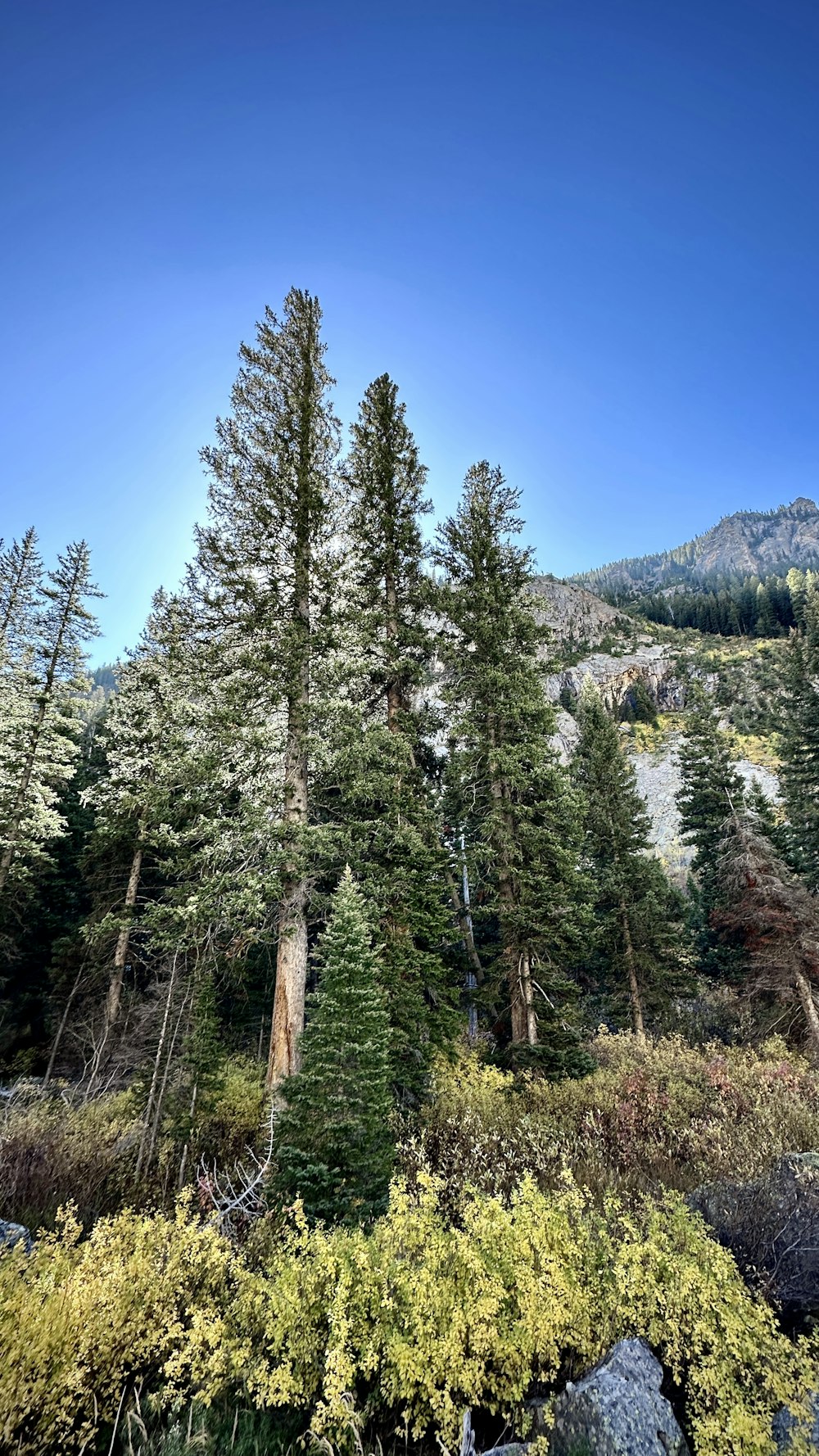 a group of trees in the middle of a forest