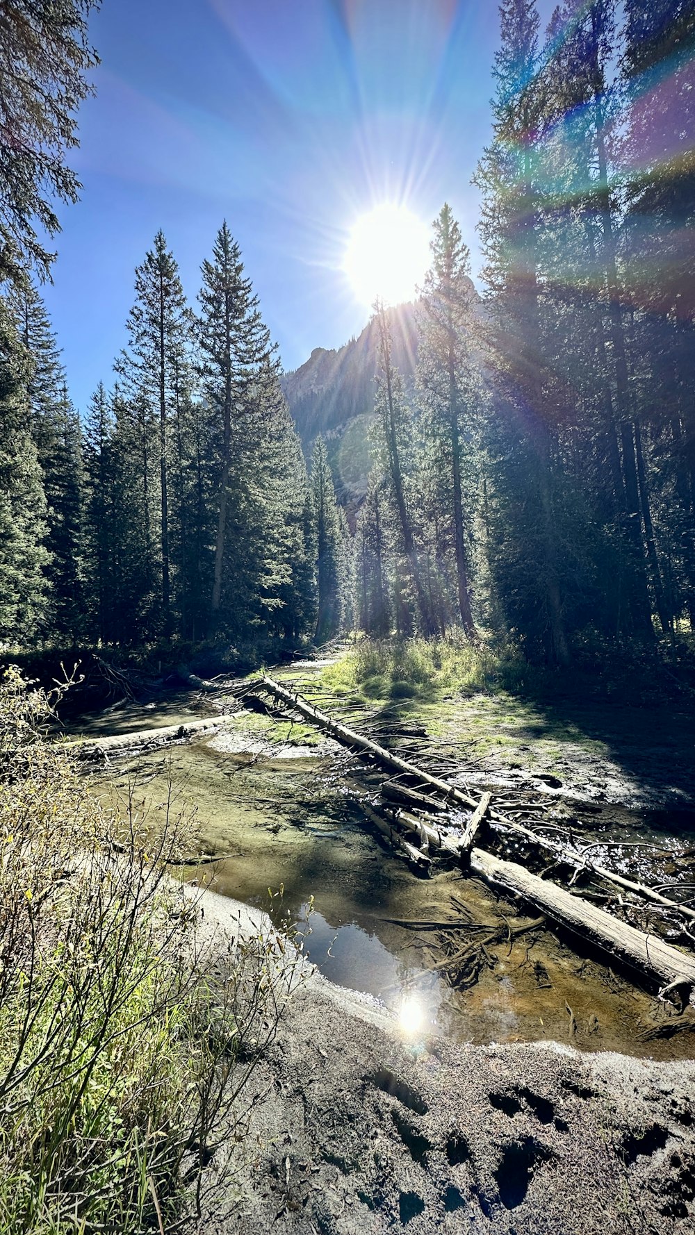 the sun shines brightly over a stream in the woods